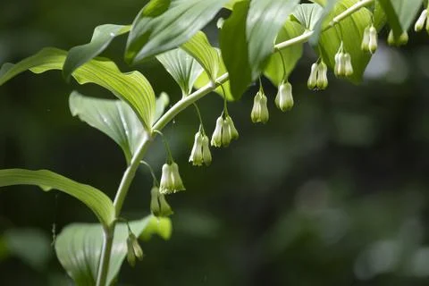 Blooming Polygonatum on a dark background Fotos Stock