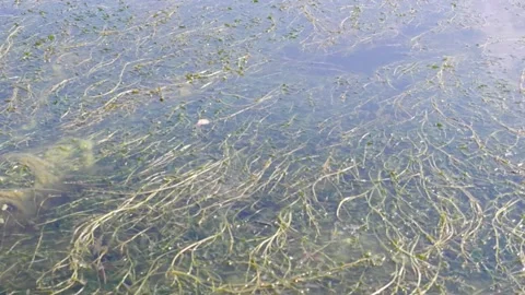 Blooming in the pond. Algae move in the water. Waves. Stock Footage 159061661