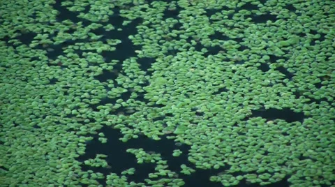 Blooming Pond 스톡 동영상 7768903