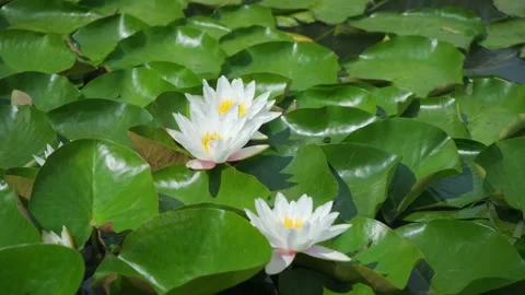 Blooming in a pond Lily Stock Footage 218538560