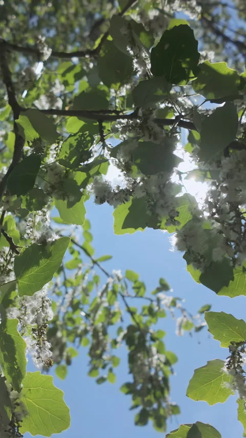 Blooming poplar tree canopy with fluffy catkins against clear blue sky, Stock Footage 338134243