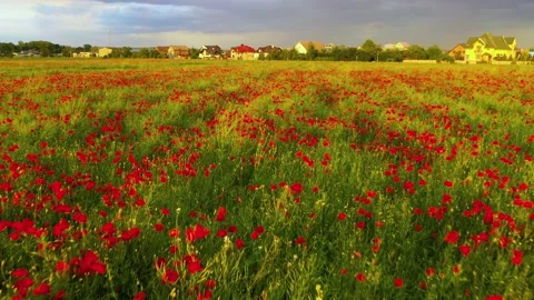 Blooming poppies field at sunset Stock Footage 170777457