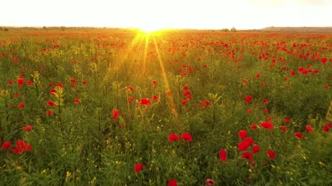 Blooming poppies field at sunset Stock Footage 170777471