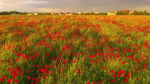 Blooming poppies field at sunset Stock Footage 170777517