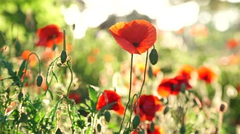 Blooming poppies 스톡 동영상 64897757
