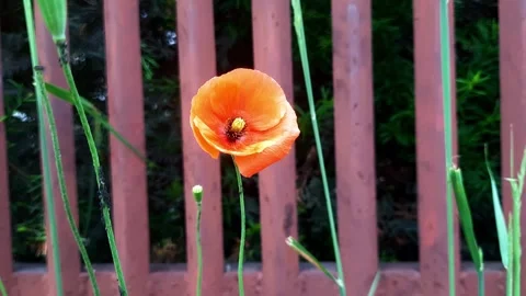 Blooming poppy Stock Footage 269830268