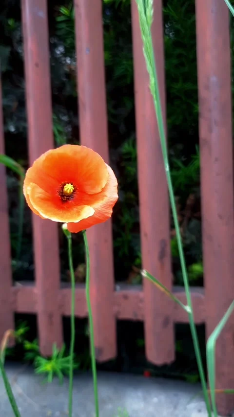 Blooming poppy Stock Footage 270183846