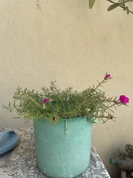 Blooming Portulaca Stock Photos
