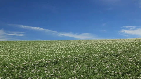 Blooming Potato Field 스톡 동영상 330240553