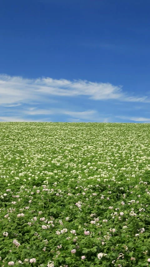Blooming Potato Field 스톡 동영상 330240621