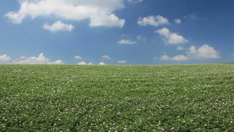 Blooming Potato Field 스톡 동영상 330240680