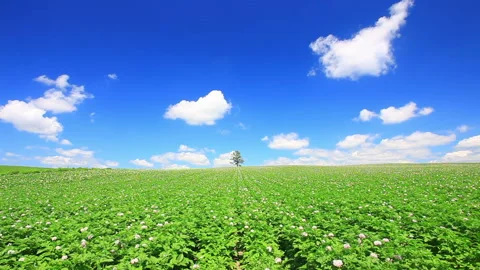 Blooming Potato Fields and Flowing Clouds 스톡 동영상 330422265