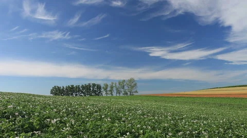 Blooming Potato Fields, Groves, Red Wheat Fields, and Flowing Clouds 스톡 동영상 330243567