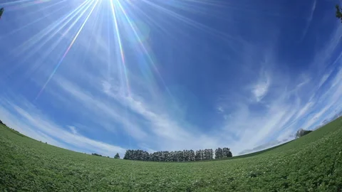 Blooming Potato Fields, Larch Groves, Sunbeams, and Clouds 스톡 동영상 330240902