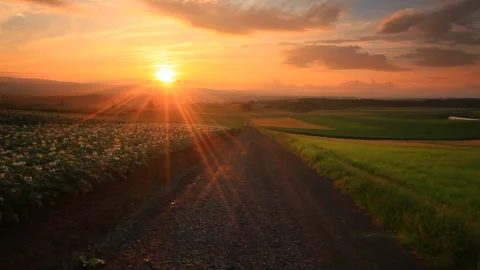Blooming Potato Fields, Roads, and Sunset 動画素材 330448763