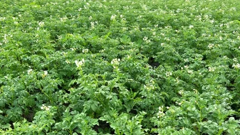 Blooming potatoes on the field Stock Footage 201694236