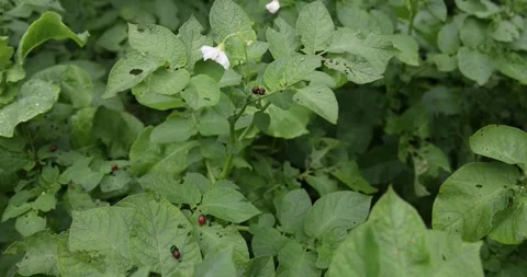 Blooming potatoes in the garden. Stock Footage 265178008