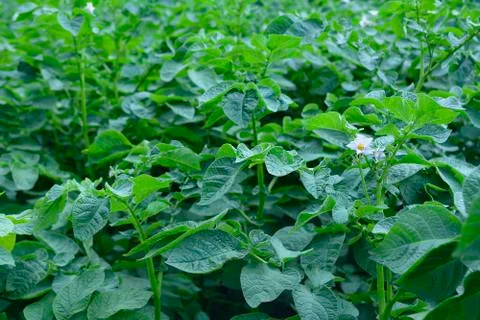Blooming potatoes Fotos de archivo