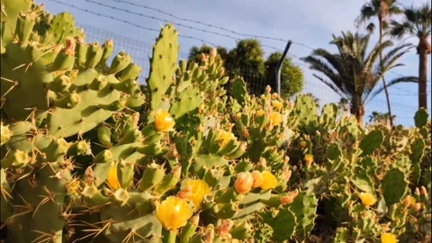 Blooming Prickly Pear Cactus Field with Palm Trees, Tenerife 4K Video stock 335772008