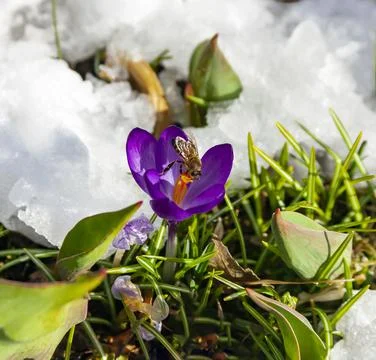 Blooming primrose crocus with bee on the background of melting snow. Stock Photos