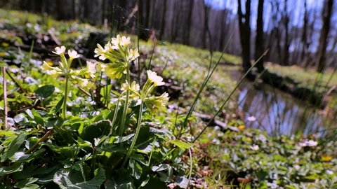 Blooming primrose on a forest meadow 2 Stock Footage 129001703