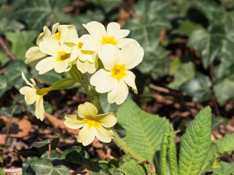 Blooming primrose or primula. Spring background. Yellow flowers with green Stock Photos