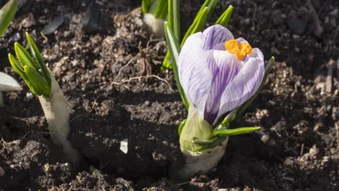 Blooming primroses in the garden, timelapse Stock Footage 281944656