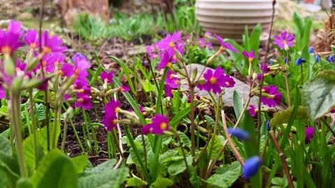 Blooming Primroses in Spring Garden Stock Footage 332751761