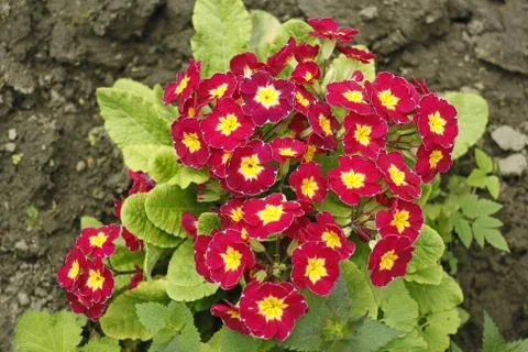Blooming primroses in spring Stock Photos