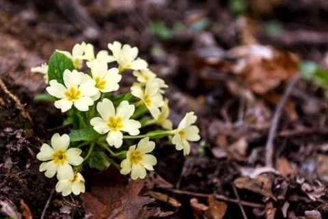 Blooming primroses in the spring Stock Photos