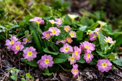 Blooming primroses in the spring Stock Photos