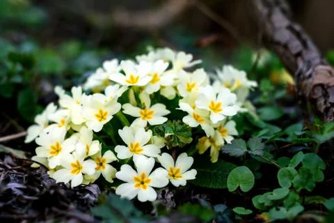 Blooming primroses in the spring Stock Photos