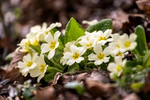 Blooming primroses in the spring Stock Photos