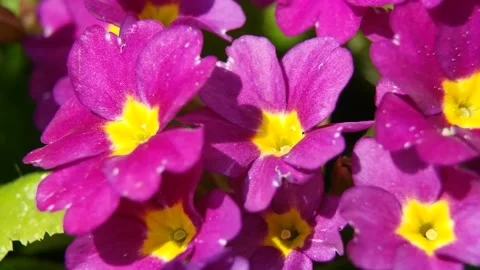 Blooming Primula. HD video Stock Footage 107874298