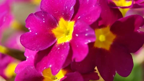 Blooming Primula. HD video Stock Footage 107874311