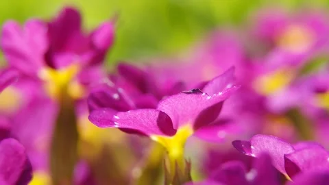 Blooming Primula. HD video Stock Footage 107874323