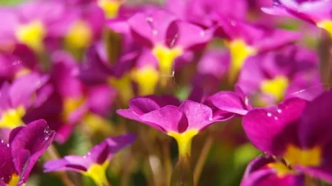 Blooming Primula. HD video Stock Footage 107874326