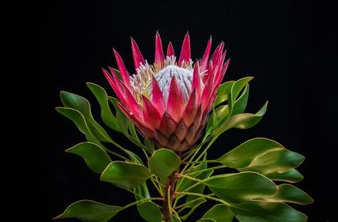 Blooming protea flower Stock Photos