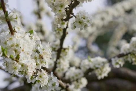 Blooming prune tree Stock Photos