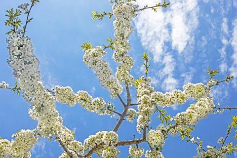 Blooming pruned cherry tree against a blue sky. Care and proper pruning of .. Stock Photos