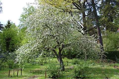 Blooming Prunus padus trees with many white flowers on dark spring days Stock Photos