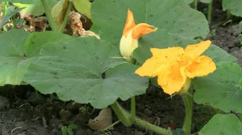 Blooming pumpkin Stock Footage 11234830