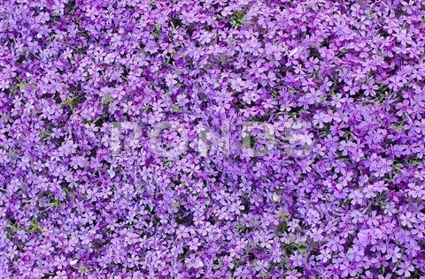 Blooming purple carnation Stock Photos