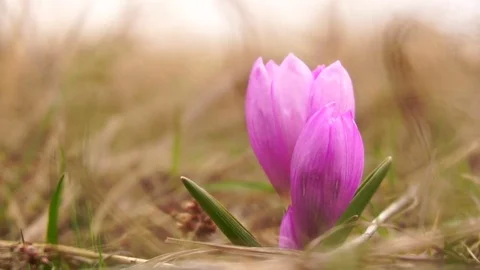 Blooming purple crocus in the field Stock Footage 74137891