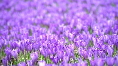 Blooming Purple Crocus Field in Spring Stock Photos