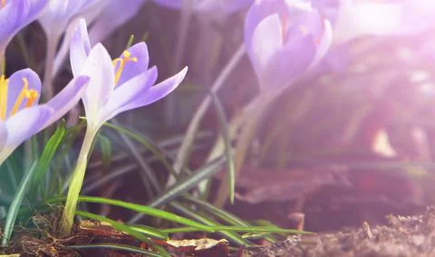 Blooming purple crocus flowers in a soft focus on a sunny spring day Stock Photos
