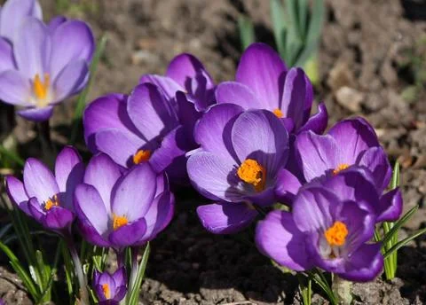 Blooming purple crocuses. Stock Photos