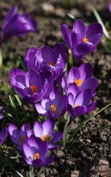 Blooming purple crocuses. Stock Photos