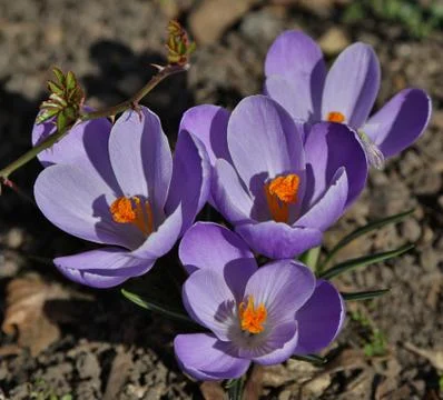 Blooming purple crocuses. Stock Photos
