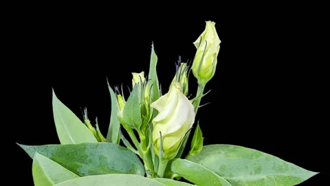 Blooming purple eustoma flower buds ALPHA matte, timelapse Stock Footage 113523424